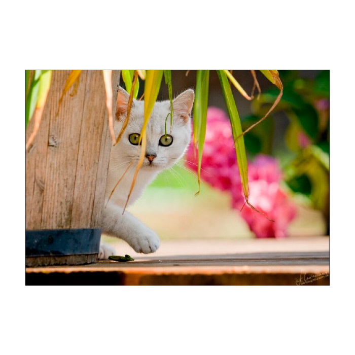 Pictura cu diamante 21x25 YSA0770