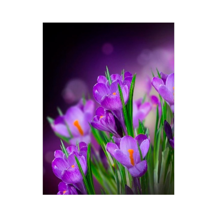 Pictura cu diamante 21x25 YSA0875