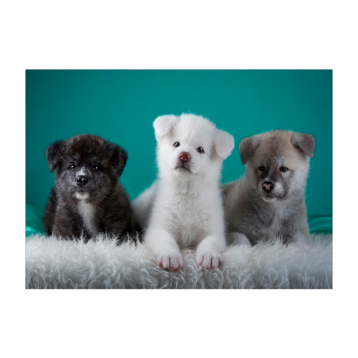 Pictura cu diamante 21x25 YSA2781